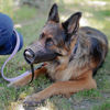 Imagen de BOZAL PERRO REGULABLE  SMALL