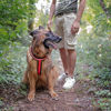 Imagen de Arnés Perro Daytona Cross Large
