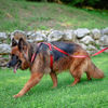 Imagen de Arnés Perro Daytona Cross Large