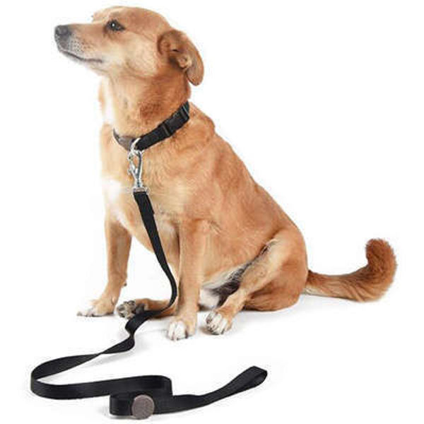 Imagen de COLLAR + CORREA TOH TALLE M NEGRO