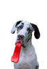 Imagen de PELOTA TONGUE LCM 230MM