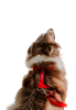 Imagen de ARNES H RED TALLE S - CACHORREIROS