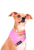 Imagen de Bandana Savage - Talle P
